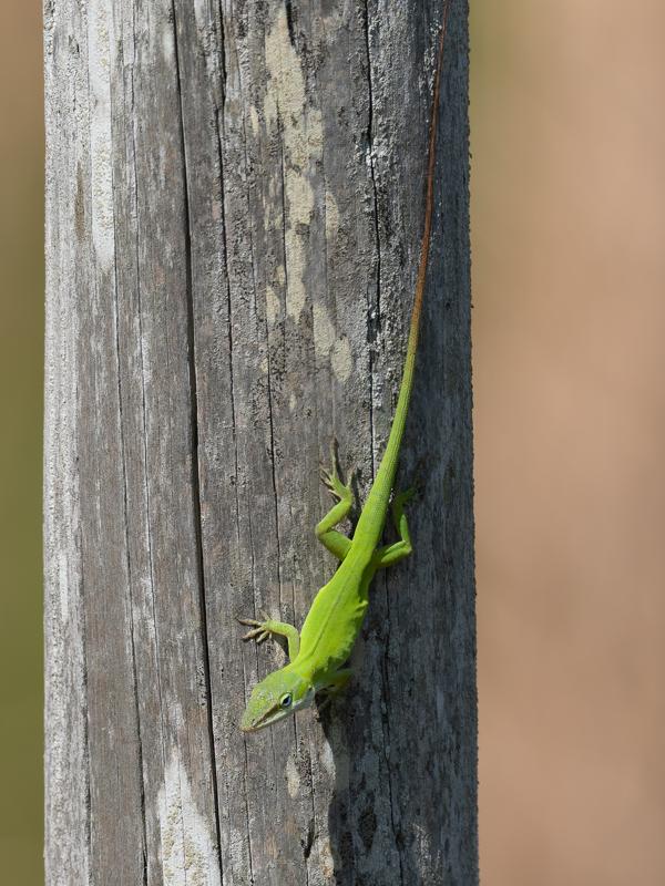 Green anole (Anolis carolinensis)